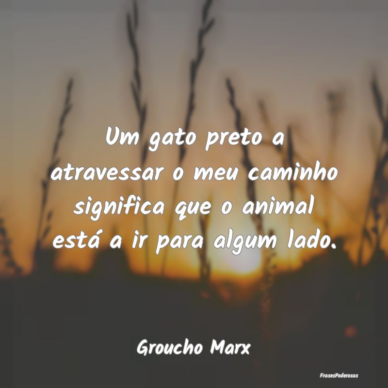 Um gato preto a atravessar o meu caminho significa...